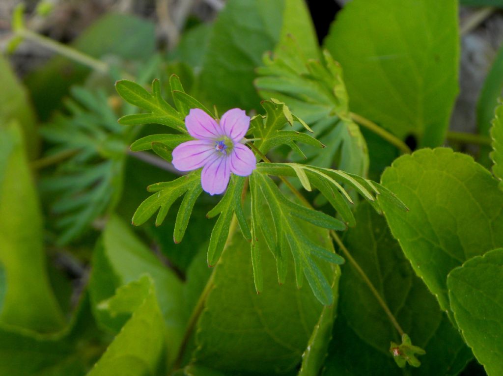 Geranium columbinum